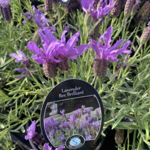 Lavender 'Bee Brilliant' 2L