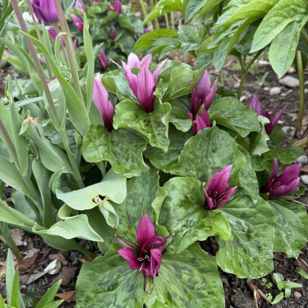 Trillium assorted - Red and White colours- 7cm pot