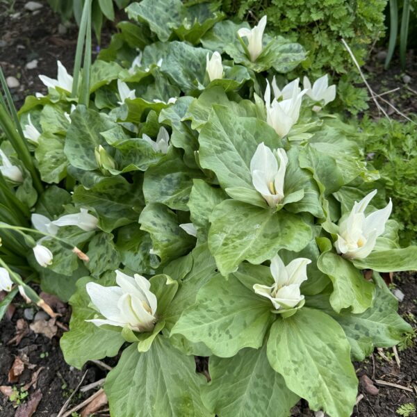 Trillium  'White'