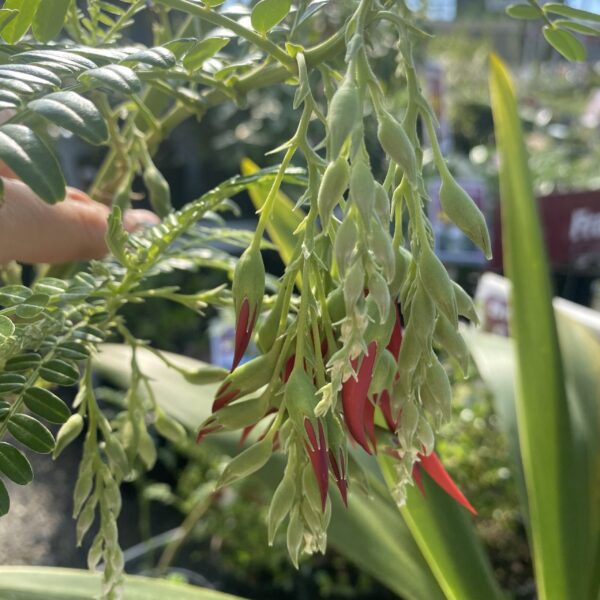 Red Kakabeak Clianthus puniceus Rosea) 2L - Image 2