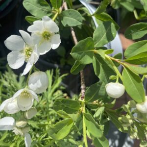 Exochorda 'The Bride' 4L