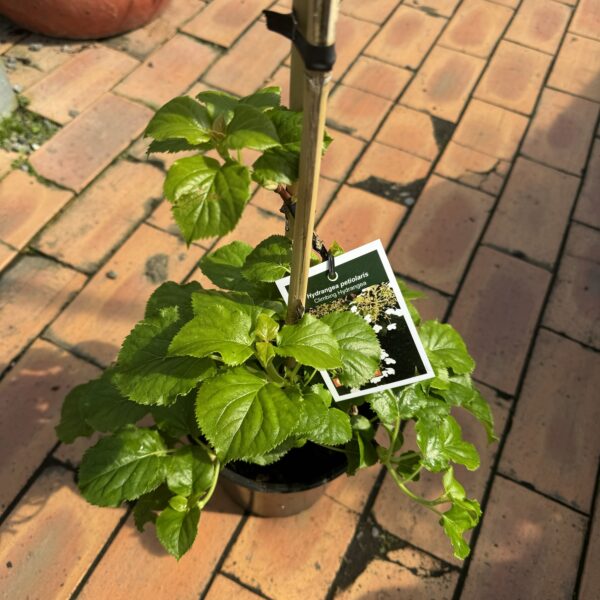 Hydrangea Petiolaris - Climbing Hydrangea