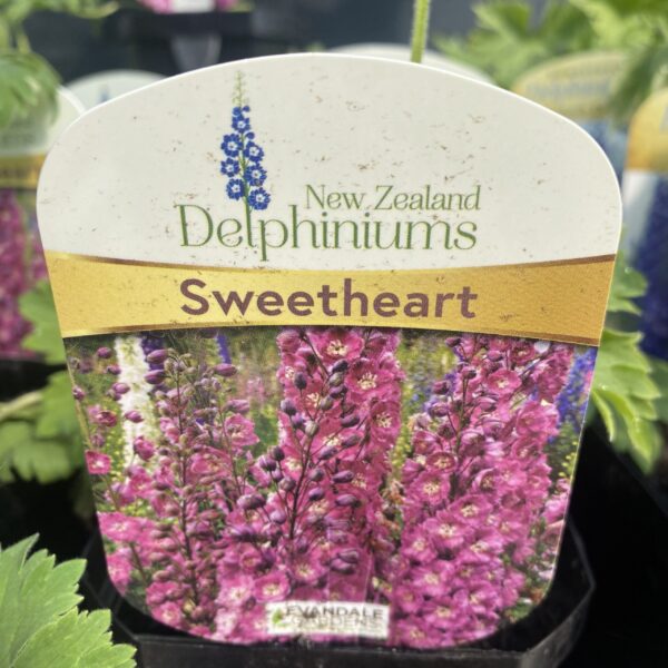 Delphinium 'Sweetheart' 1L