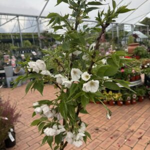 Prunus Shirotae 'Mt fuji' LW pb18