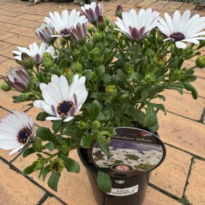 Cape Daisy 'Sideshow White' 1.5L