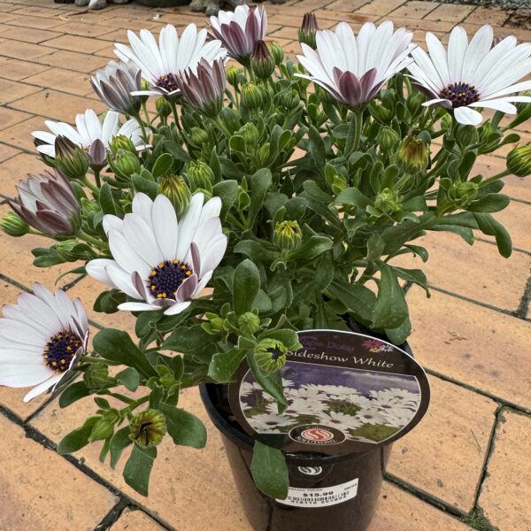 Cape Daisy 'Sideshow White' 1.5L