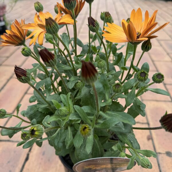 Cape Daisy 'Terracotta'  1.9L