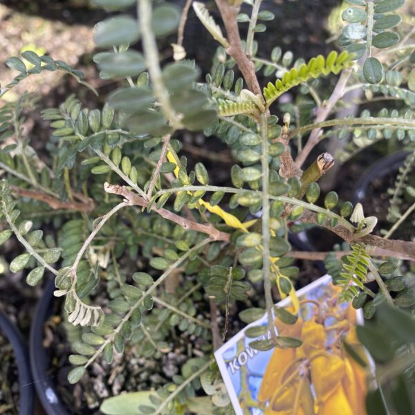 Sophora 'Dragons Gold' 2L