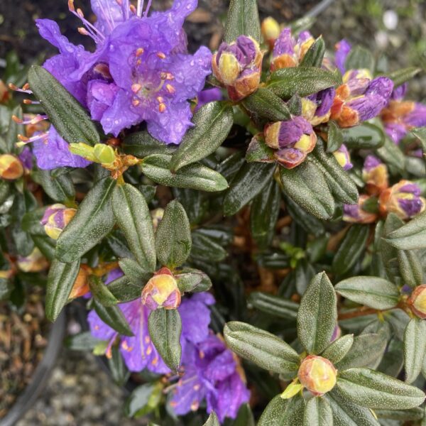 Rhododendron 'Glenfallach' 3L