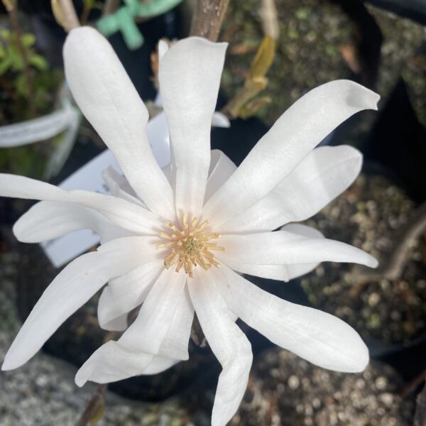 Magnolia stellata ‘Royal Star’- Star Magnolia Tree - Image 2
