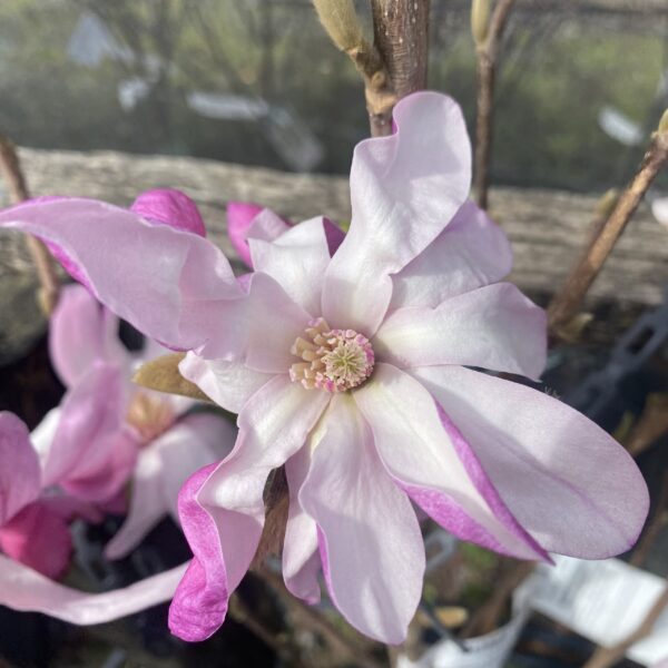 Magnolia 'Leonard Messel' 25L