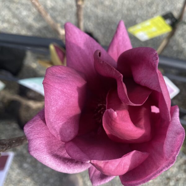 Magnolia 'Genie' pb28 - Image 2