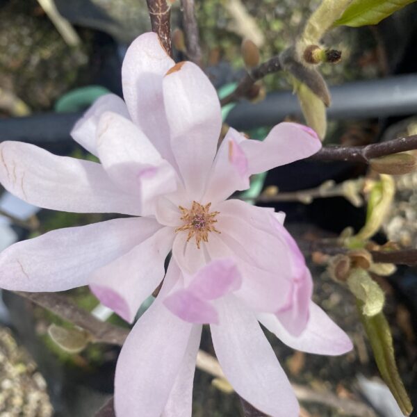Magnolia stellata ‘Jane Platt’ 6L