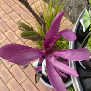 Magnolia 'Susan' pb28