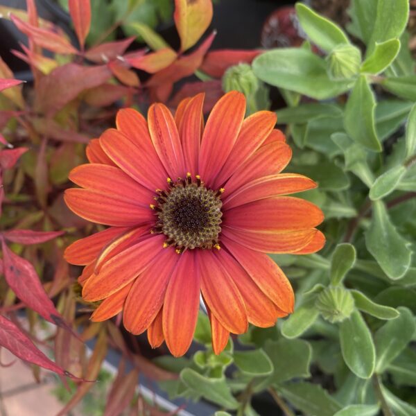Cape Daisy 'Fire Burst' 1.5L