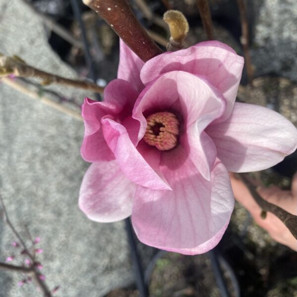 Magnolia 'Still Me'