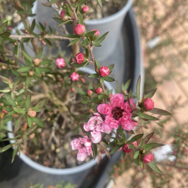 Leptospermum 'Coral Candy' Manuka 3.3L - Image 3