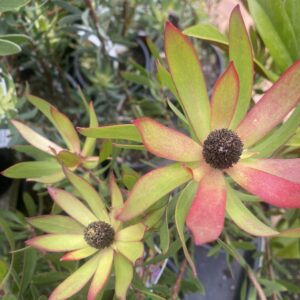 Leucadendron 'Mrs Stanley' 2L