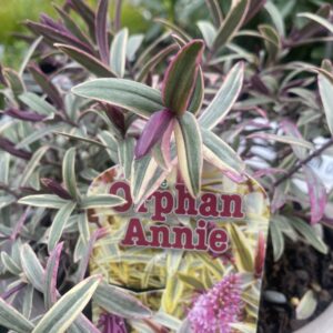 Hebe 'Orphan Annie' 2.4L