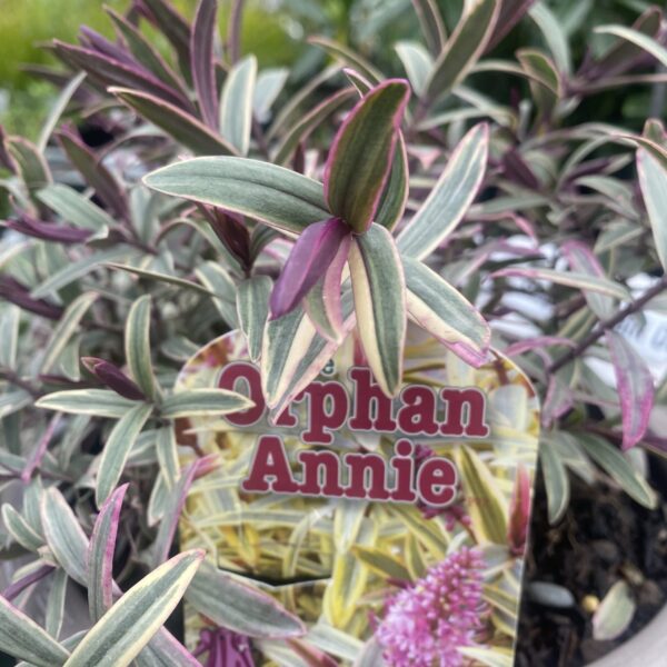 Hebe 'Orphan Annie' 2.4L