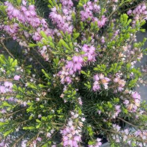 Erica x darleyensis Pink 2L