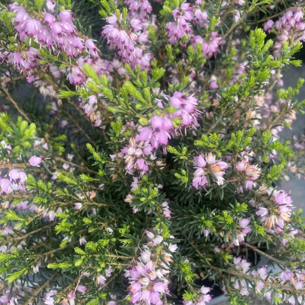 Erica x darleyensis Pink 2L
