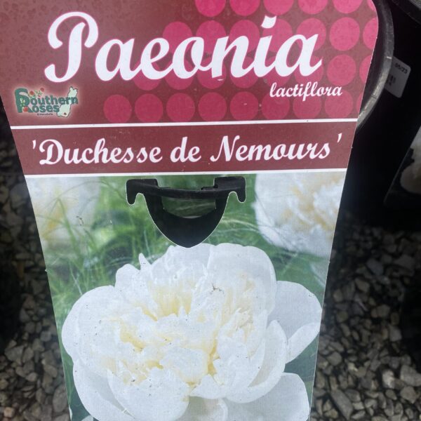Peony- Paeonia-  Duchesse de Nemours' Bagged