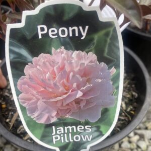 Peony- Paeonia-  'James Pillow' 2L