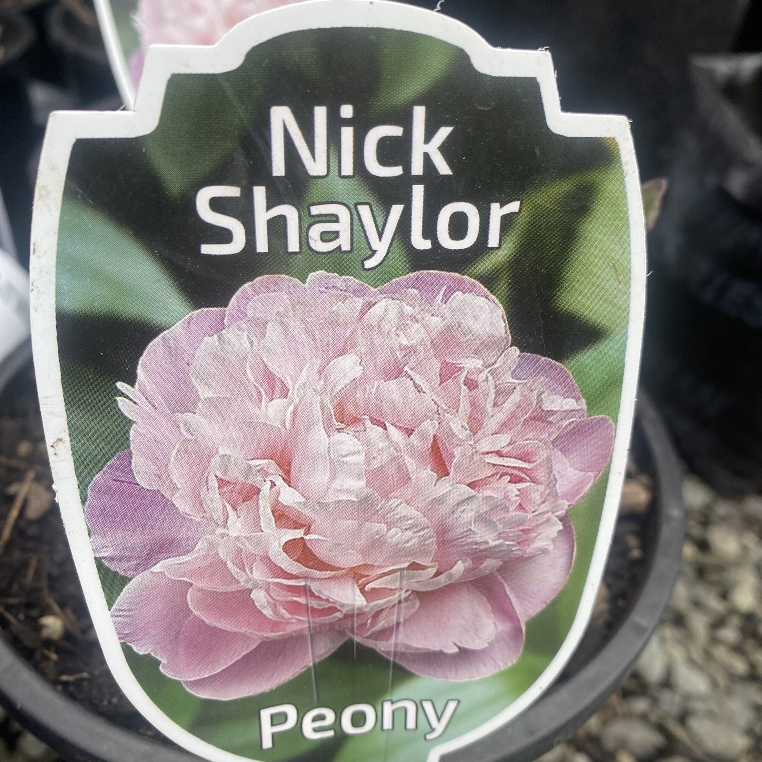 Peony - Paeonia 'Nick Shaylor' 2L - Lushingtons