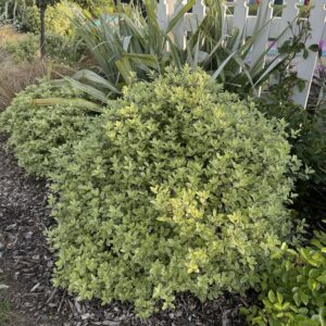 Pittosporum GolfBall 'Silver' 2.5L