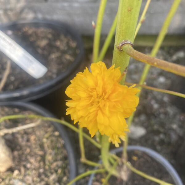 Kerria Japonica Pleniflora 2.5L - Image 2