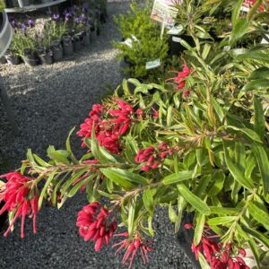 Grevillea 'Red Clusters'