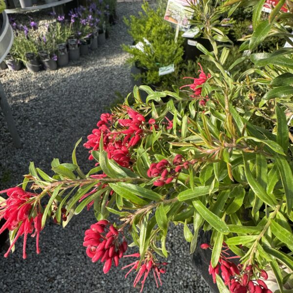 Grevillea 'Red Clusters'