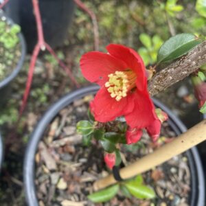 Chaenomeles 'Mrs Murphy Red'