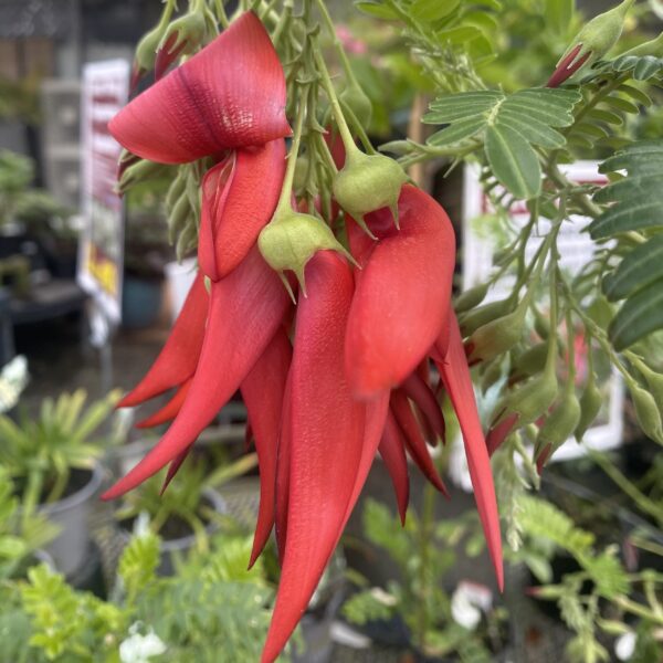 Red Kakabeak Clianthus puniceus Rosea) 2L