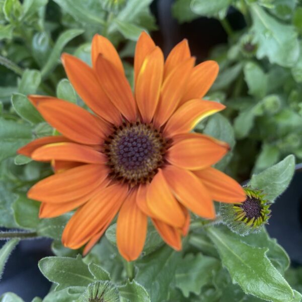 Cape Daisy 'Terracotta'  1.9L - Image 2