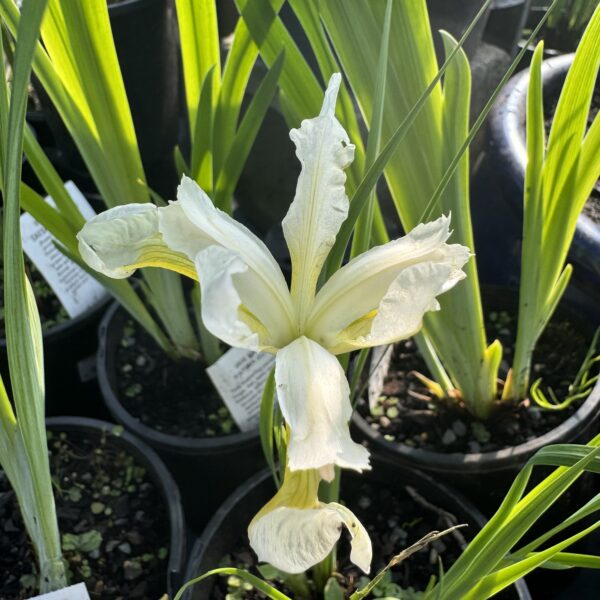 Iris sibirica 'Crystal Bright