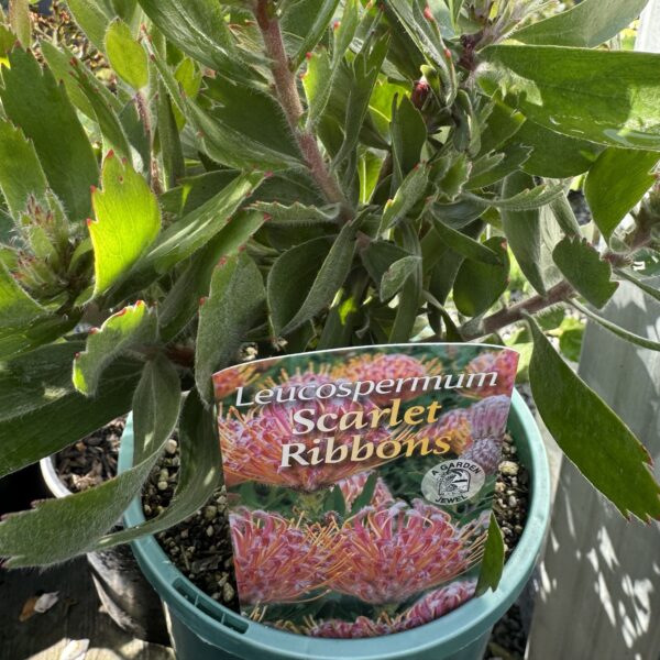 Leucospermum Scarlet Ribbons 2.5L