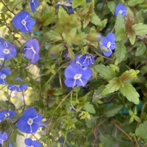 Veronica 'Oxford Blue' 2L