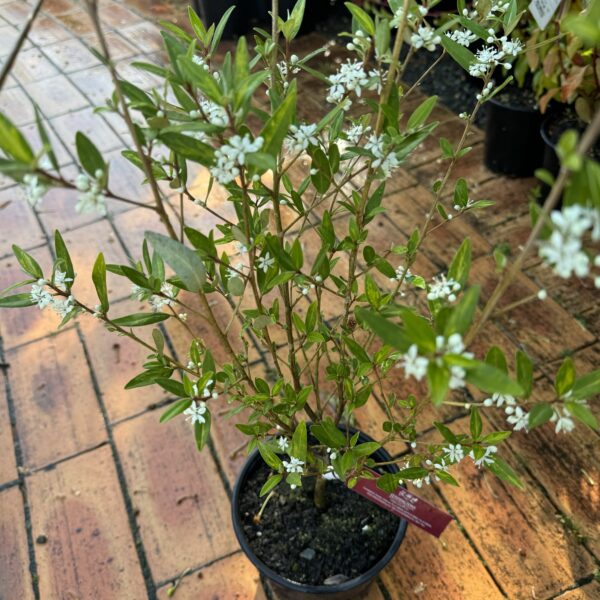 Phebalium 'Limelight' 2L