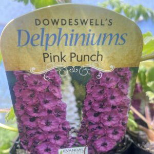 Delphinium 'Pink Punch' 1L