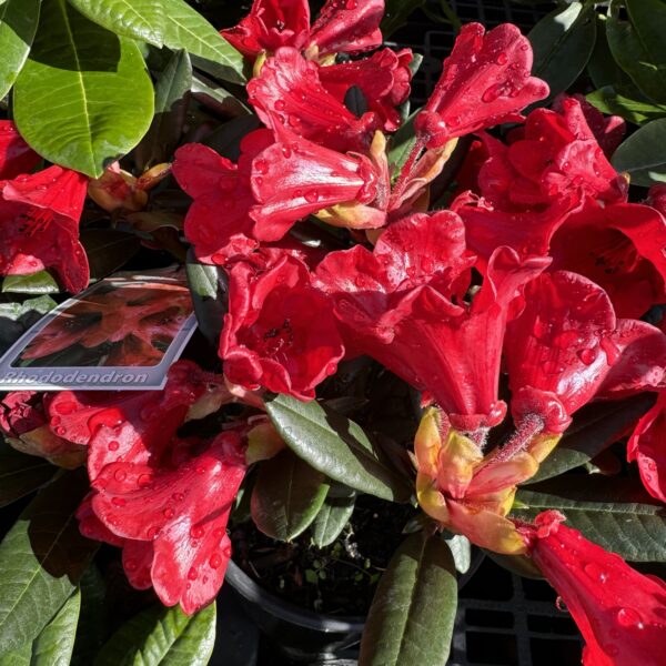 Rhododendron 'Ruby Hart' 4-6L