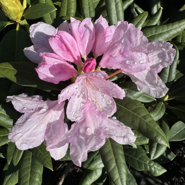 Rhodo Alex Holmes 2.5L