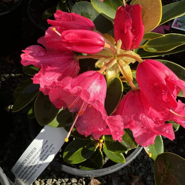 Rhododendron Bremen 4L