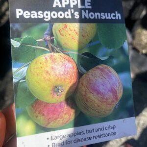 Apple  'Peasgood Nonsuch' pb18