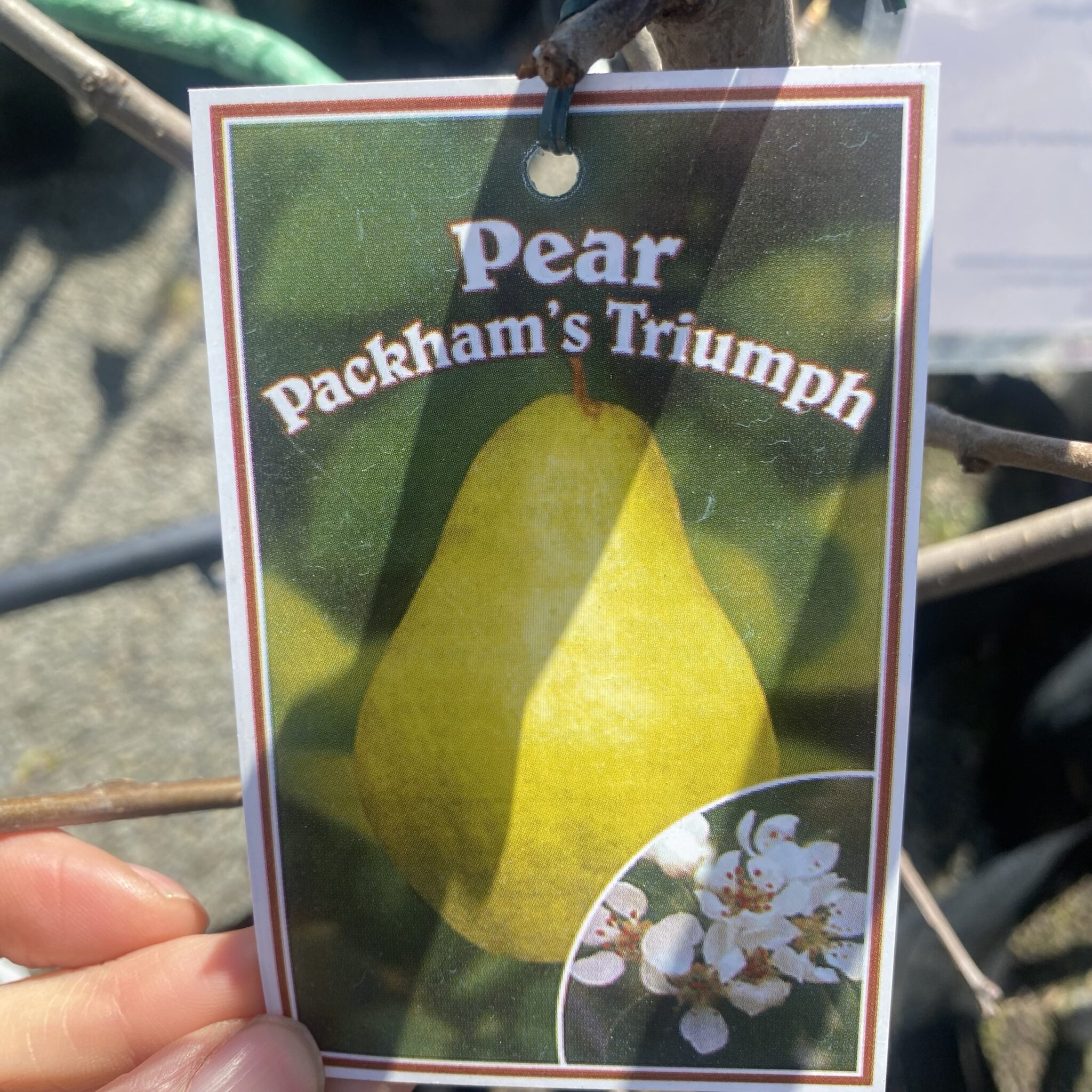 Pear Packham's Triumph pb28 - Lushingtons