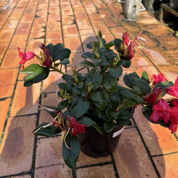 Rhodo Elizabeth Hobbie4L