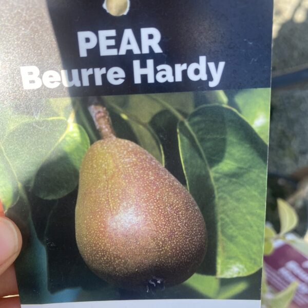 Pear 'Beurre Hardy' 4.7L