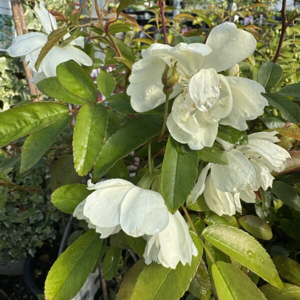 Rose banksia 'The Pearl' 3.3L