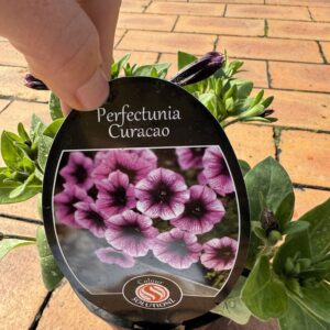 Petunia curacao